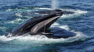 Humpback whales grow to between 15 and 19 metres in length (about the size of a bus) and weigh approximately 40 tons. Yotalzr Qzx60m
