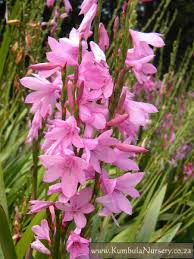 Image result for Watsonia