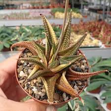 Image result for Haworthia limifolia