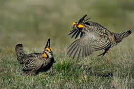 Black Bird With White Stripes On Wings And Tail Greater Prairie Chicken Birds Game Birds Bird Photo
