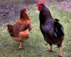 That's because this is an indicator of health and wellbeing. Chicken Breed Spotlight Rhode Island Reds