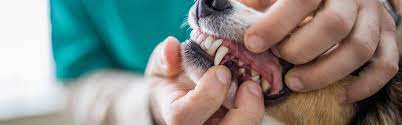 The cost of this exam is included in the vaccine packages listed below. Pet Dental Care American Veterinary Medical Association