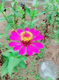 Gambar bunga matahari berwarna dapat anda dapatkan di halaman ini. Wild Wildflower Species Jenis Bunga Matahari Liar Steemit