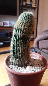 Hi every1, first time grower here, i wanted everything togo smooth so i bought all the right stuff i think, i got fox farm soil and nuts, im using a 90 watt. Is My Cactus Finally Growing Some Arms Album On Imgur
