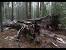 Pioneer Cabin Tree Falls