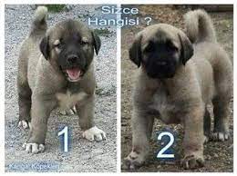sivas kangal yavrusu satislari ucretsiz kangal sahiplendirme kangal yavrusu fiyatlari ve gonderim hakkinda pratik bilgiler kangal kopegi kopek kopek egitimi