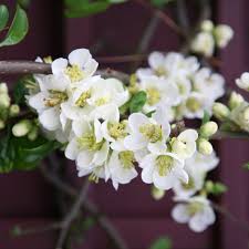 Purchase this japanese flowering quince bonsai tree online for a special price of $69.95. Buy Flowering Quince Chaenomeles Speciosa Nivalis 17 59 Delivery By Crocus