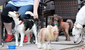 17 hours ago · thursday marks international dog day, first established in 2004 by pet advocate colleen paige to encourage dog adoptions for animals in need of homes. Dorstener Dog Day 2018 Ein Tag Fur Die Hunde Dorsten Online
