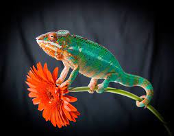 How To Care For Your Panther Chameleons My Spirit Animal Chameleon Spirit Animal