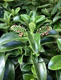 Image result for Hebe 'Andersonii'