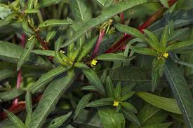 Image result for Lippia abyssinica