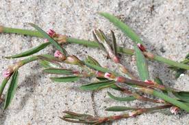 Image result for Polygonum aviculare