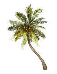 Tropical Coconut Palm Tree Illustration Free Image By Rawpixel Com Coconut Tree Drawing Tree Illustration Palm Trees Painting