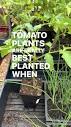Gary Pilarchik (TRG) | Pick the right tomato transplant. A plant ...