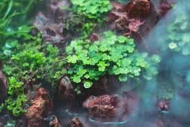 Image result for Hydrocotyle