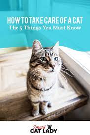 How To Take Care Of A Cat The 5 Things You Must Know In 2021 Cats Pet Care Cats Kitten Care