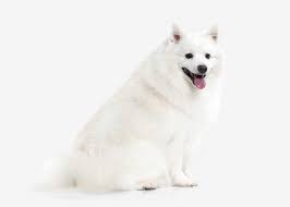 However, there is some variation. Japanese Spitz Hunde Rassen Information Omlet