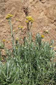 Image result for Helichrysum patulifolium