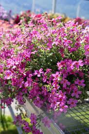 Image result for Jamesbrittenia integerrima