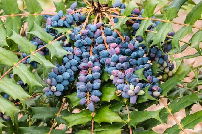 Mga resulta ng larawan para sa Oregon grapes"