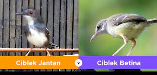 Suara ciblek betina memanggil jantan dijamin langsung nyaut. Apa Perbedaan Ciblek Jantan Dan Betina