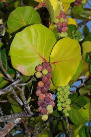Blog Archive Ripe Sea Grapes Sea Grape Tree Coccoloba Uvifera Grape Tree Grapes Fruit Plants
