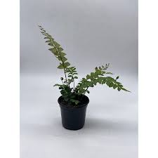 Image result for Didymochlaena truncatula