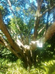 Image result for Scolopia mundii