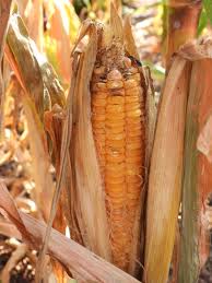 Image result for Zea mays