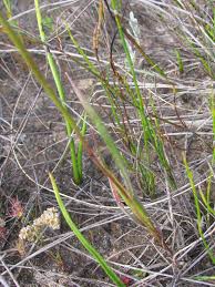 Image result for Pentameris