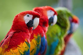 See full list on peteducate.com How To Look After Macaw Parrots A Complete Guide