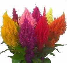 Deer and rabbit resistant plants: Pampas Mix Plumed Celosia Plants For Sale Free Shipping