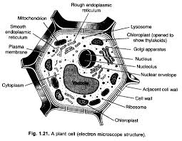 Cbse ncert notes class 9 biology fundamental unit of life. Ncert Exemplar Solutions For Class 9 Science Chapter 5 The Fundamental Unit Of Life