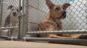 A 8315 byrum dr, charlotte, nc 28217 shelter helping to find loving homes for dogs, cats, rabbits, small animals, birds, horses, reptiles, amphibians. Animal Shelter Starts Staycation Program To Give Dogs A Break From Kennel Wcnc Com