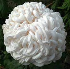 Snowball Chrysanthemum Unusual Flowers Flower Garden Amazing Flowers