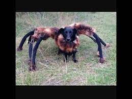 mutant kopek pesimi birak kopek