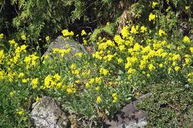 Image result for Aurinia