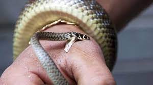Temukan jawabannya di artikel arti mimpi digigit ular berikut. Tafsir Mimpi Digigit Ular Menurut Islam Benarkah Ada Kaitannya Dengan Rezeki Tribunnews Bogor