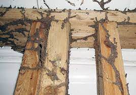 How does a house get termites. Do Termites Spread From House To House Chem Free