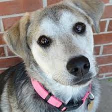 Pictures Of Sasha A Shepherd Unknown Type For Adoption In Independence Mo Who Needs A Loving Home Dog Adoption Pets Shepherd Mix Dog