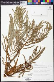 Image result for Entada abyssinica