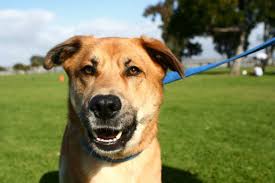 Even if you live a long time after your diagnosis, your cancer may neverbecome aggressive and cause harm. Does My Dog Have Cancer How Veterinarians Diagnose Cancer In Pets