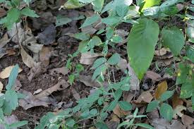 Image result for Teramnus labialis