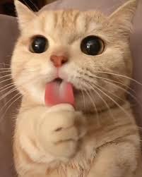 Bir Avuc Kedi On Instagram Ooguzhanguler Takip Edebilirsiniz Kediseverler Kedi Cat Kediler Kedis In 2020 Cute Cat Wallpaper Kittens Cutest Cute Baby Cats