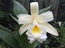 Image result for Urochloa xantholeuca