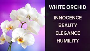 Orchid flower color meanings while all orchids symbolize love and beauty, the color of the orchid can change the intended meaning of the flower. Orchid Flowers What Do They Mean Symbolize