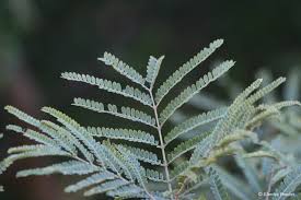 Image result for Peltophorum africanum