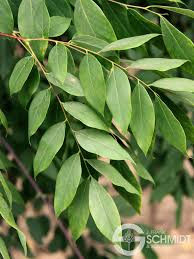 We did not find results for: Espresso Kentucky Coffee Tree