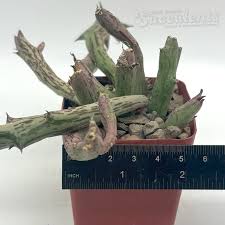 Image result for Kleinia schweinfurthii