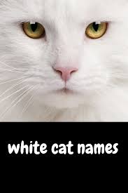 If your cat likes to sit with you while you watch your favorite shows, you might want to check their reactions if a cat appears on the screen. Unique White Cat Names Cat Names White Cat Cats